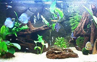 Aquamarine RP - Foto 1