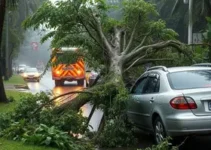 arvore cai sobre carro ribeirao preto