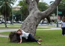 queda de árvore em Ribeirão Preto