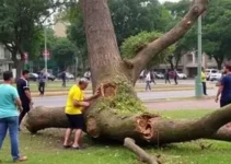mulher ferida árvore Ribeirão Preto