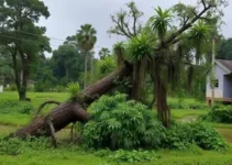 temporal em Ribeirão Preto