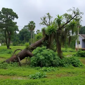 temporal em Ribeirão Preto