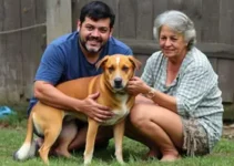 cachorra Lilica foge após resgate em Ribeirão Preto