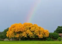 primeira semana de outono