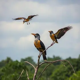 aves em cenas curiosas