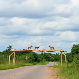 passagem aérea de animais silvestres