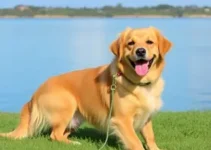 hospedagem para pets
