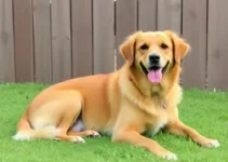 hotéis e serviços de pet sitter