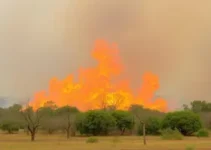 queimadas em Ribeirão Preto