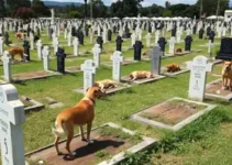 enterro de pets