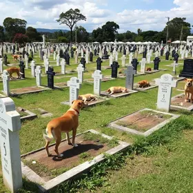 enterro de pets