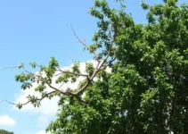 poda de árvores Ribeirão Preto