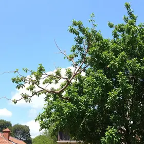 poda de árvores Ribeirão Preto