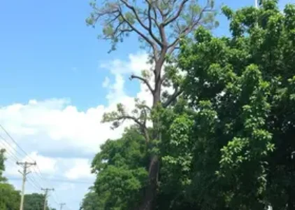 Últimas noticias de Ribeirão Preto