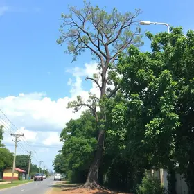 retirada de árvore em Ribeirão Preto
