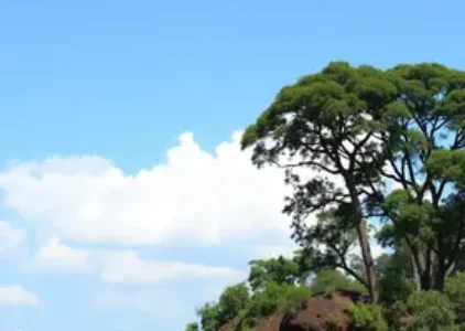 Últimas noticias de Ribeirão Preto