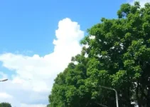 previsão do tempo em Ribeirão Preto (SP)