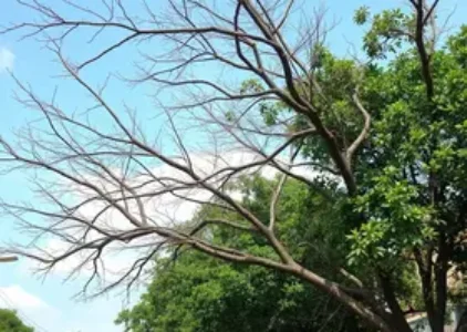 Últimas noticias de Ribeirão Preto