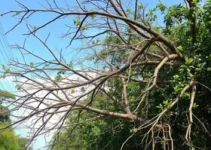 retirada de galhos e lixo em Ribeirão Preto