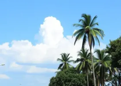 Últimas noticias de Ribeirão Preto