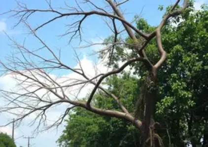 Últimas noticias de Ribeirão Preto