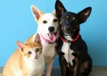 feira de adoção de cães e gatos