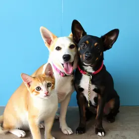 feira de adoção de cães e gatos