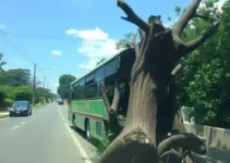 ônibus desgovernado
