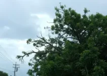 temporal em Ribeirão Preto