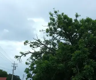 temporal em Ribeirão Preto